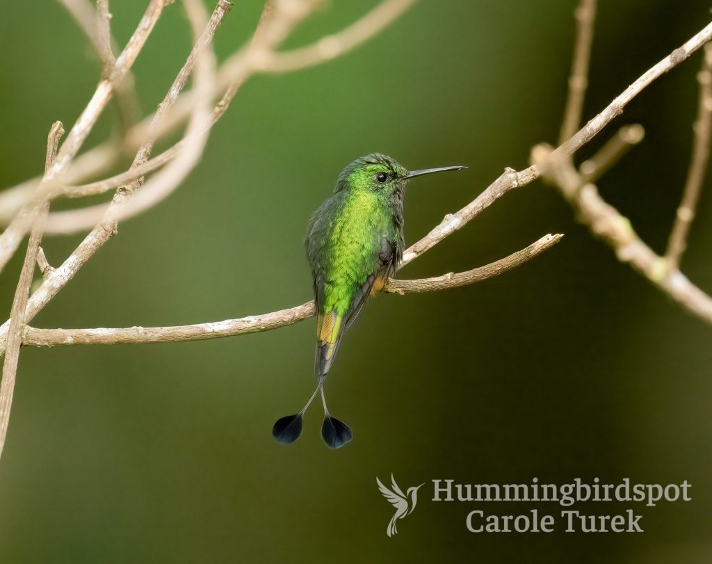 Boot Racket Tail Hummingbird 232 - Rufous Booted Racket-tail - Hummingbirdspot by Carole Turek