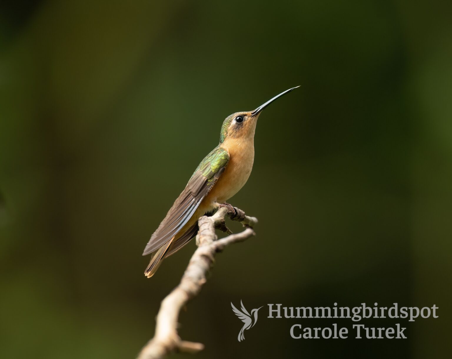 All Hummingbird Species - Hummingbirdspot by Carole Turek