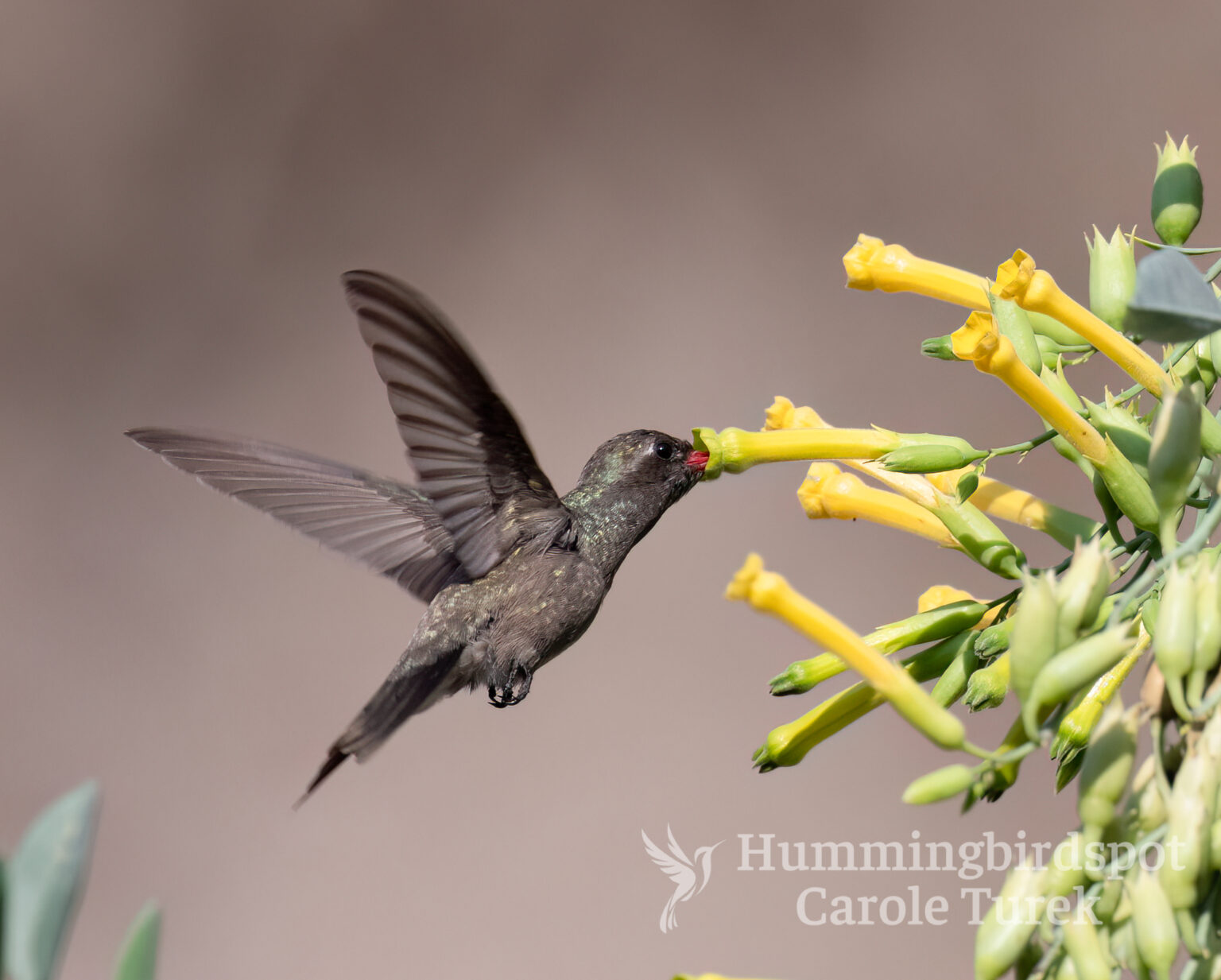 All Hummingbird Species - Hummingbirdspot by Carole Turek