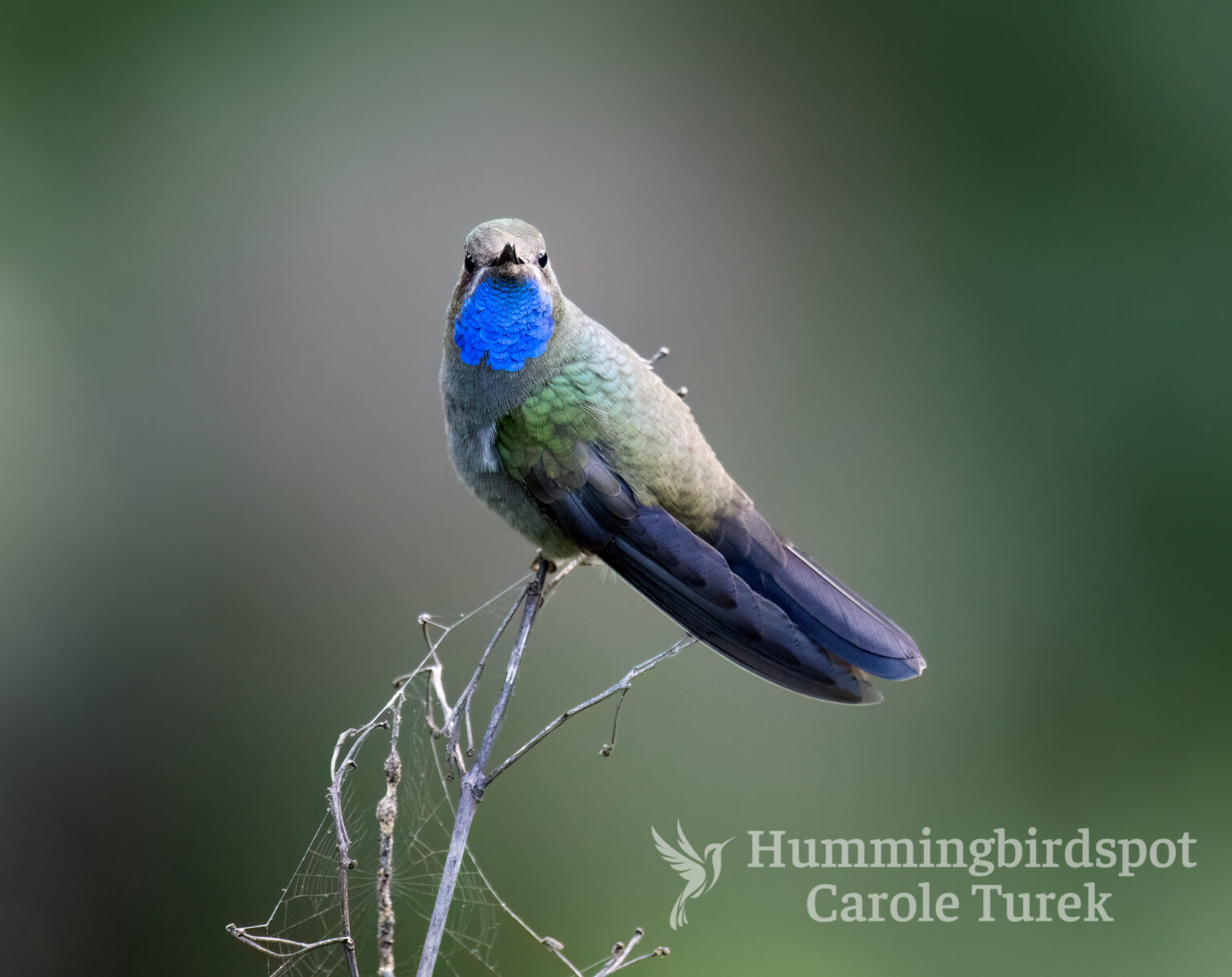 All Hummingbird Species - Hummingbirdspot by Carole Turek
