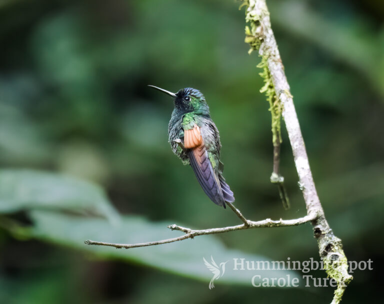 All Hummingbird Species - Hummingbirdspot by Carole Turek