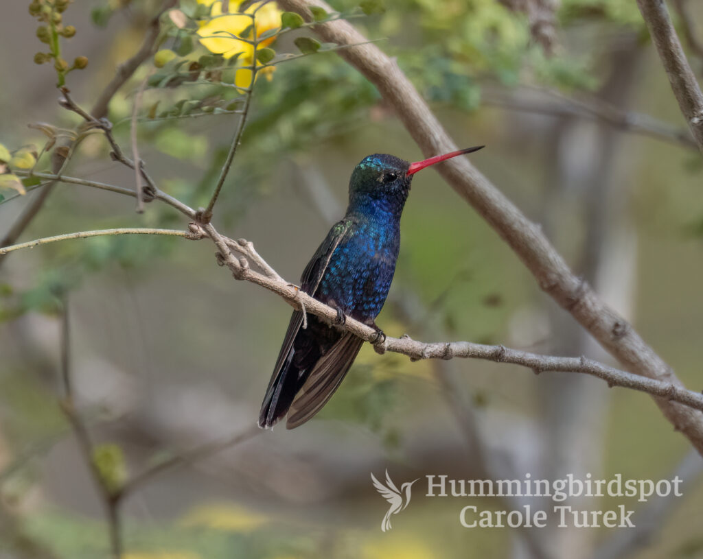 286-Turquoise-crowned-